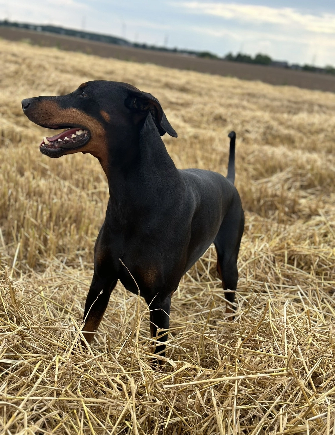 Der Hundecoach - Hundeschule - Hund