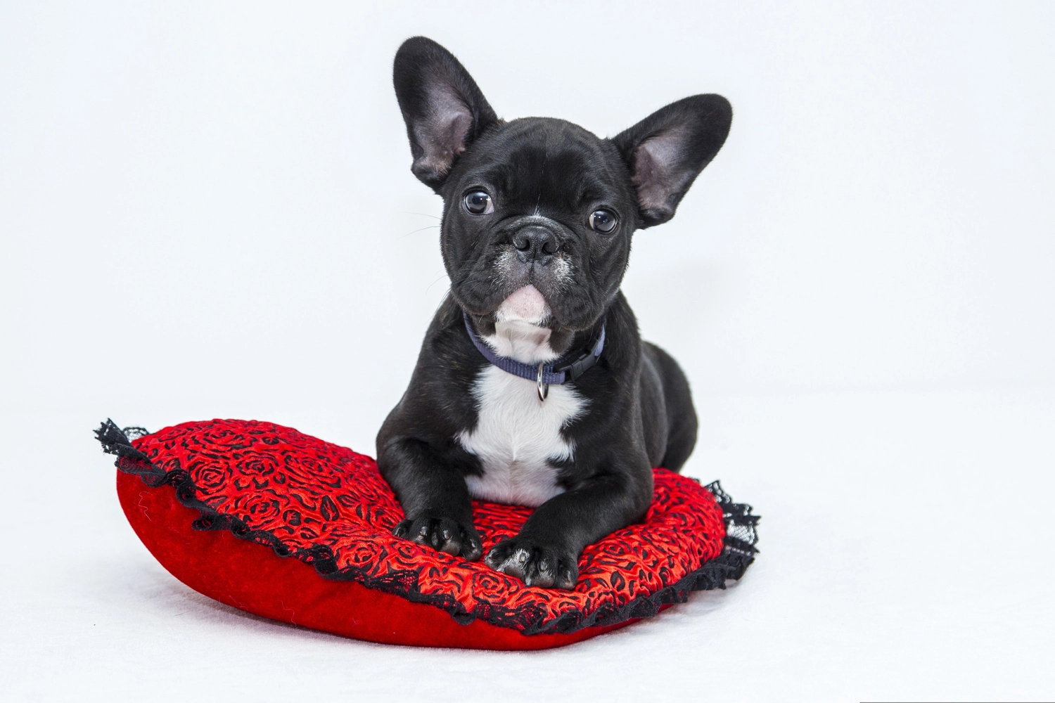 Der Hundecoach - Hundeschule - Hund